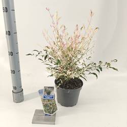 Nandina Domestica Twilight T17 H20