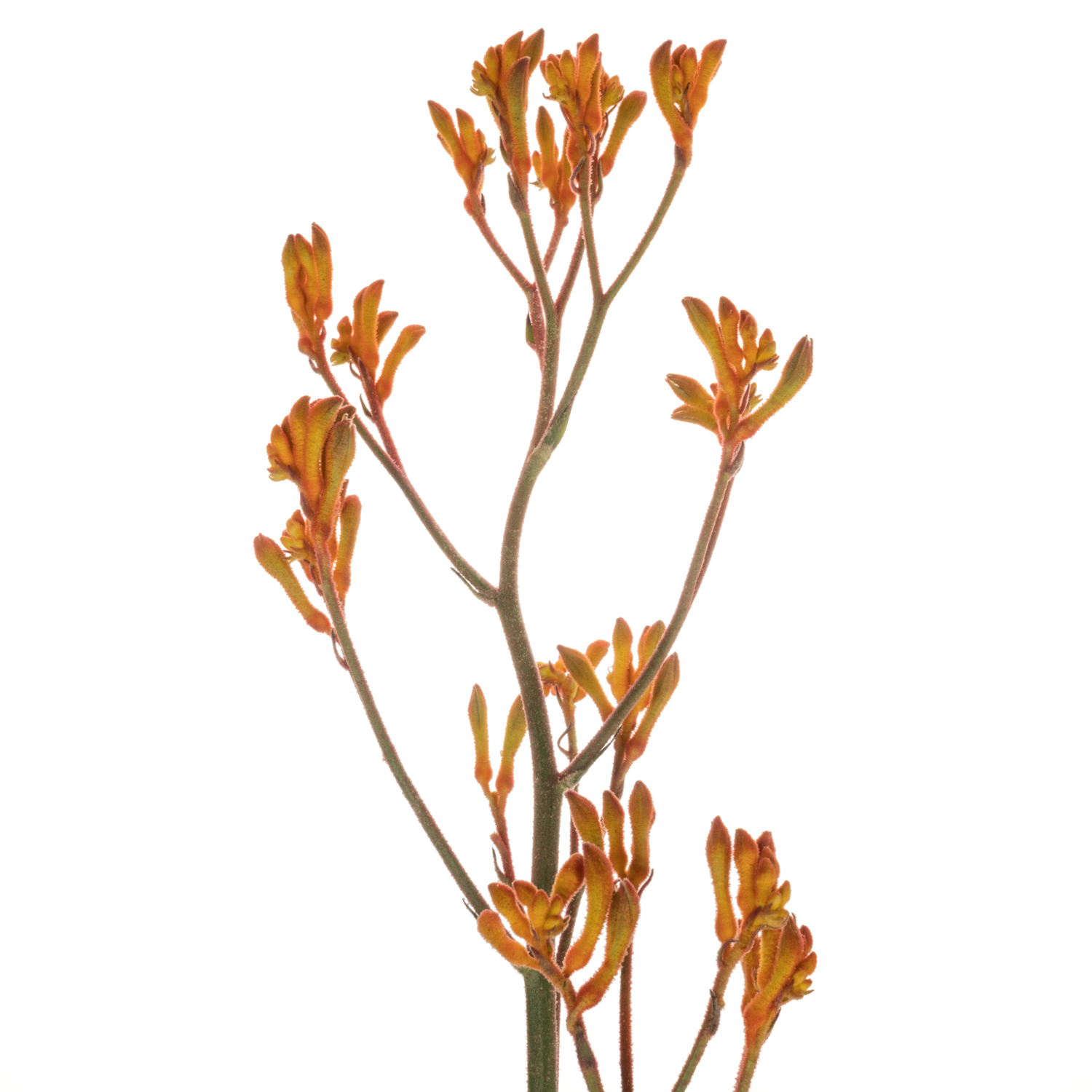 Kangeroo dunkel orange 60cm