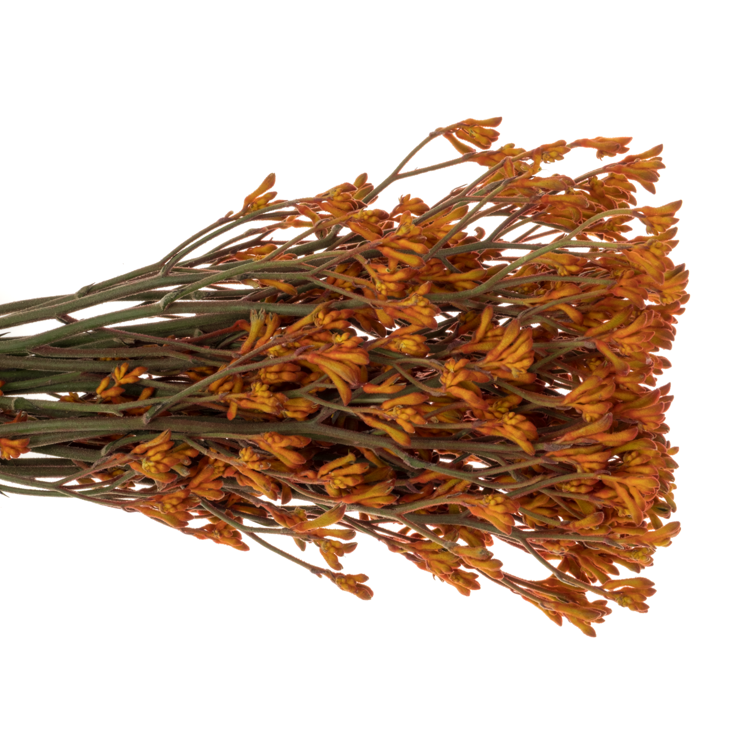 Kangeroo dunkel orange 60cm