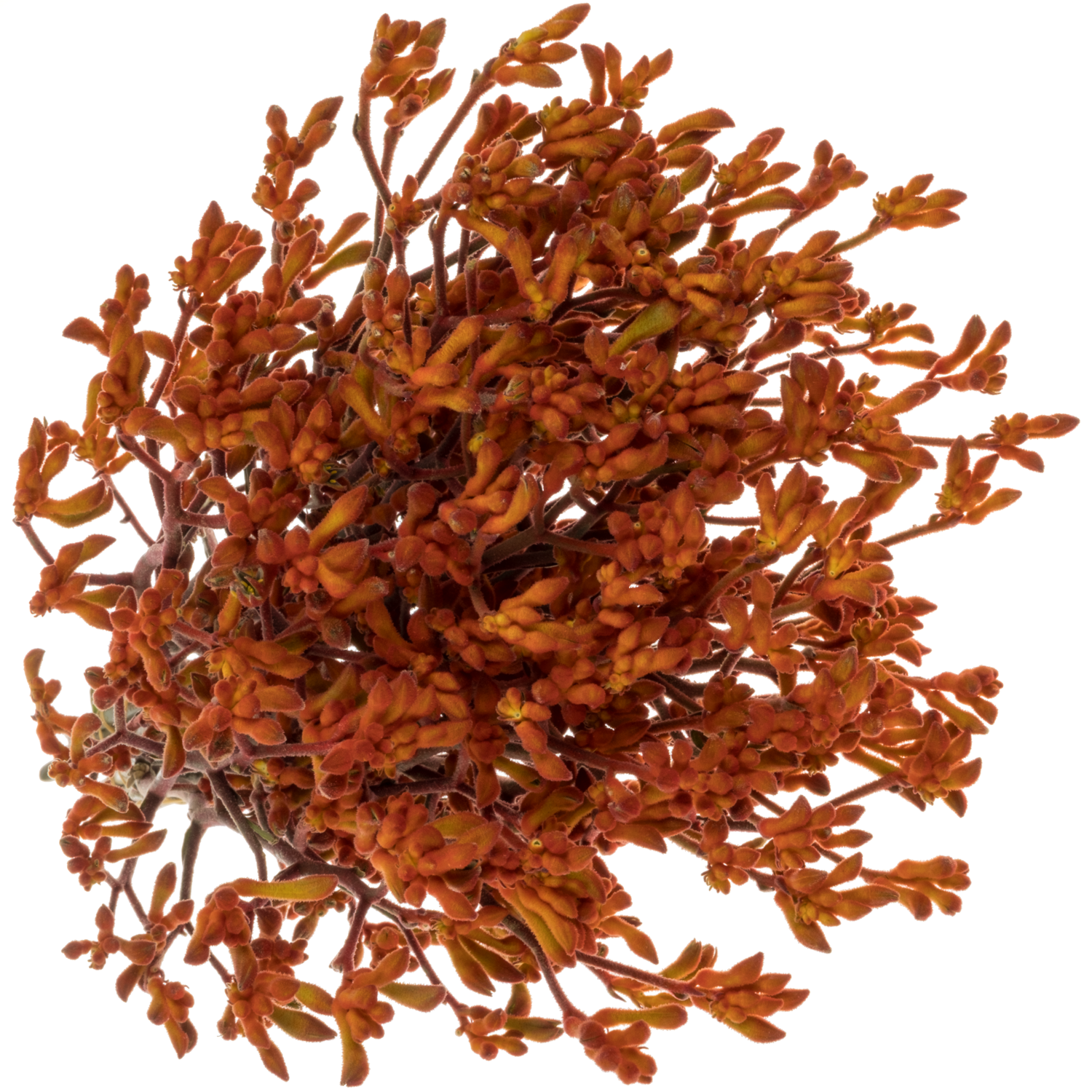 Kangeroo dunkel orange 60cm