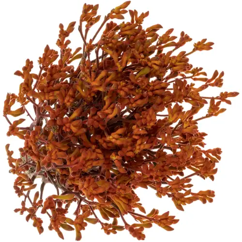 Kangeroo dunkel orange 60cm