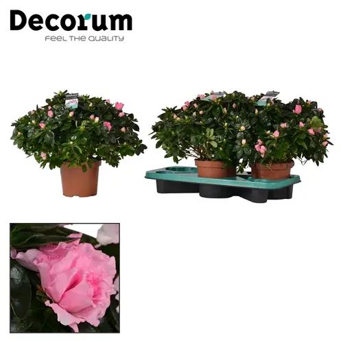 Azalee rosa T17 H35