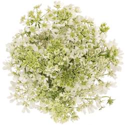 Orlaya weiss White Finch 75cm