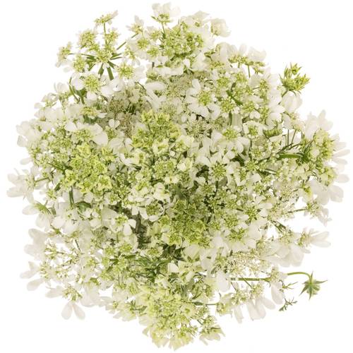 Orlaya weiss White Finch 75cm