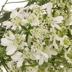 Orlaya weiss White Finch 75cm