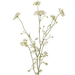 Orlaya weiss White Finch 75cm