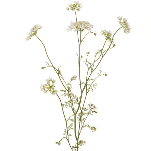 Orlaya weiss White Finch 75cm