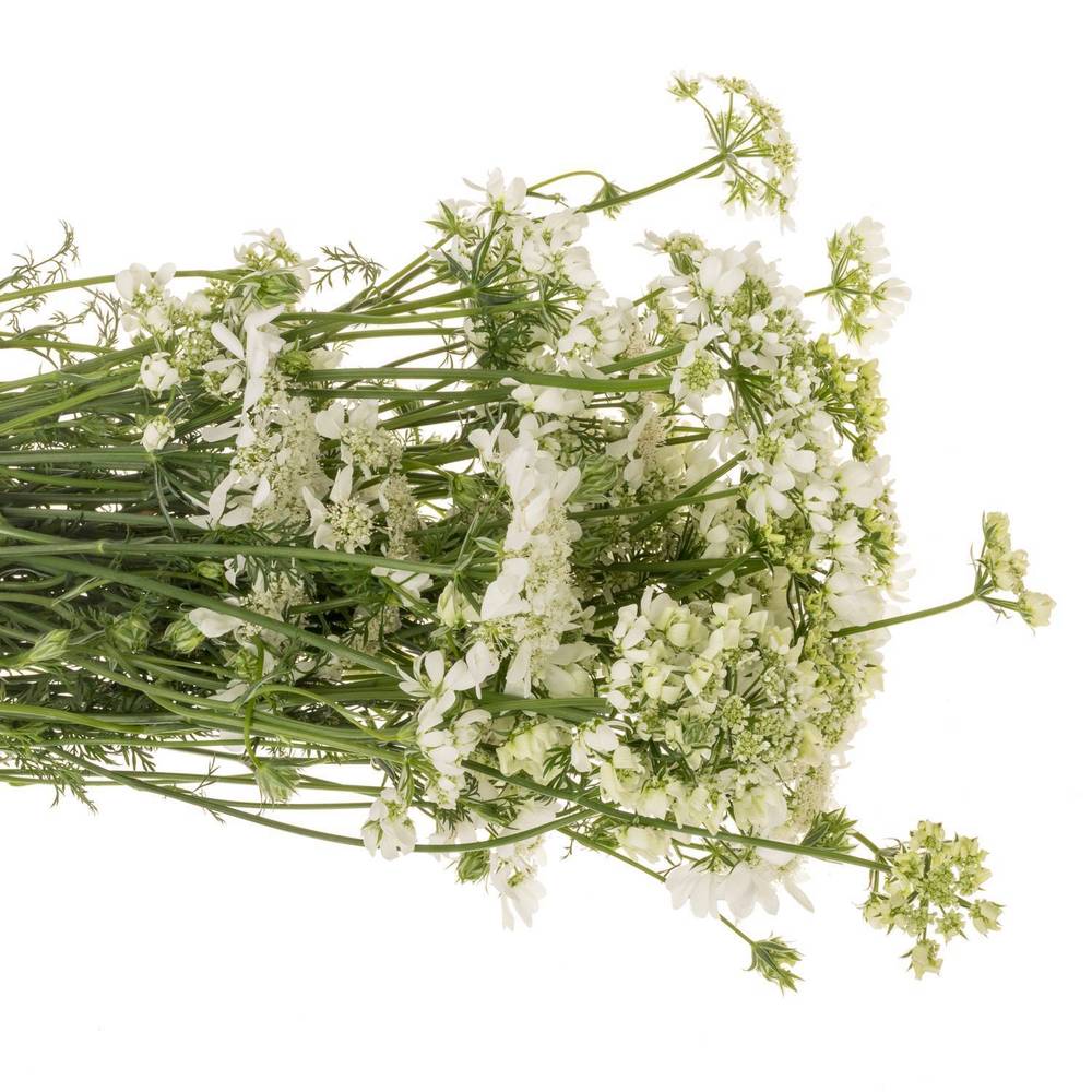 Orlaya weiss White Finch 75cm