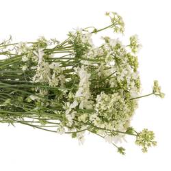 Orlaya weiss White Finch 75cm