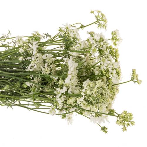 Orlaya weiss White Finch 75cm