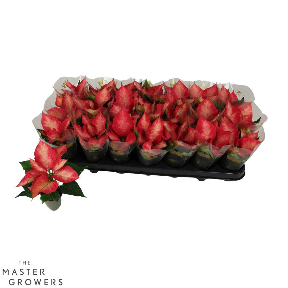 Poinsettia rot/hell gelb Ice Crystal +Tüte 1+Blüte T06 H012