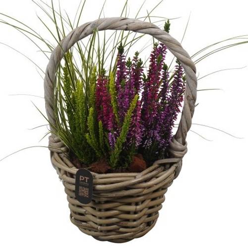 Garten.Arr PTHO7503 Herbst T16 H040