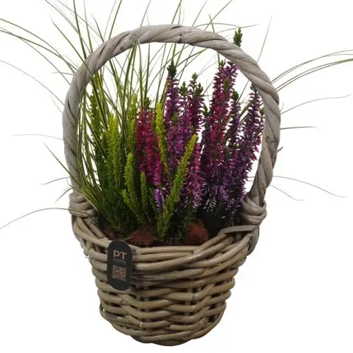 Garten.Arr PTHO7503 Herbst T16 H040