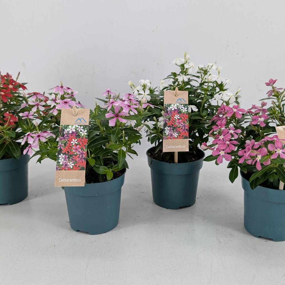 Catharanthus mix Soiree T10,5 H017