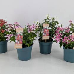 Catharanthus mix Soiree T10,5 H017
