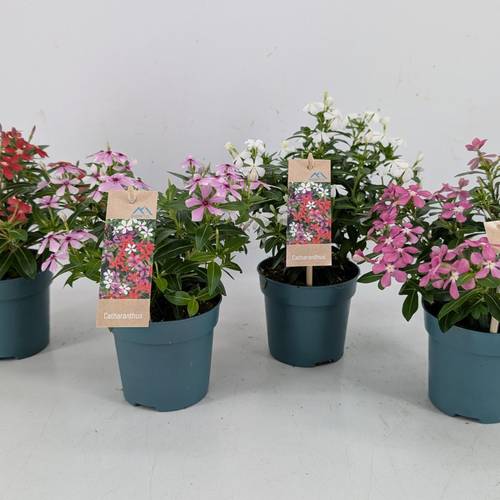 Catharanthus mix Soiree T10,5 H017