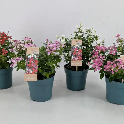 Catharanthus mix Soiree T10,5 H017