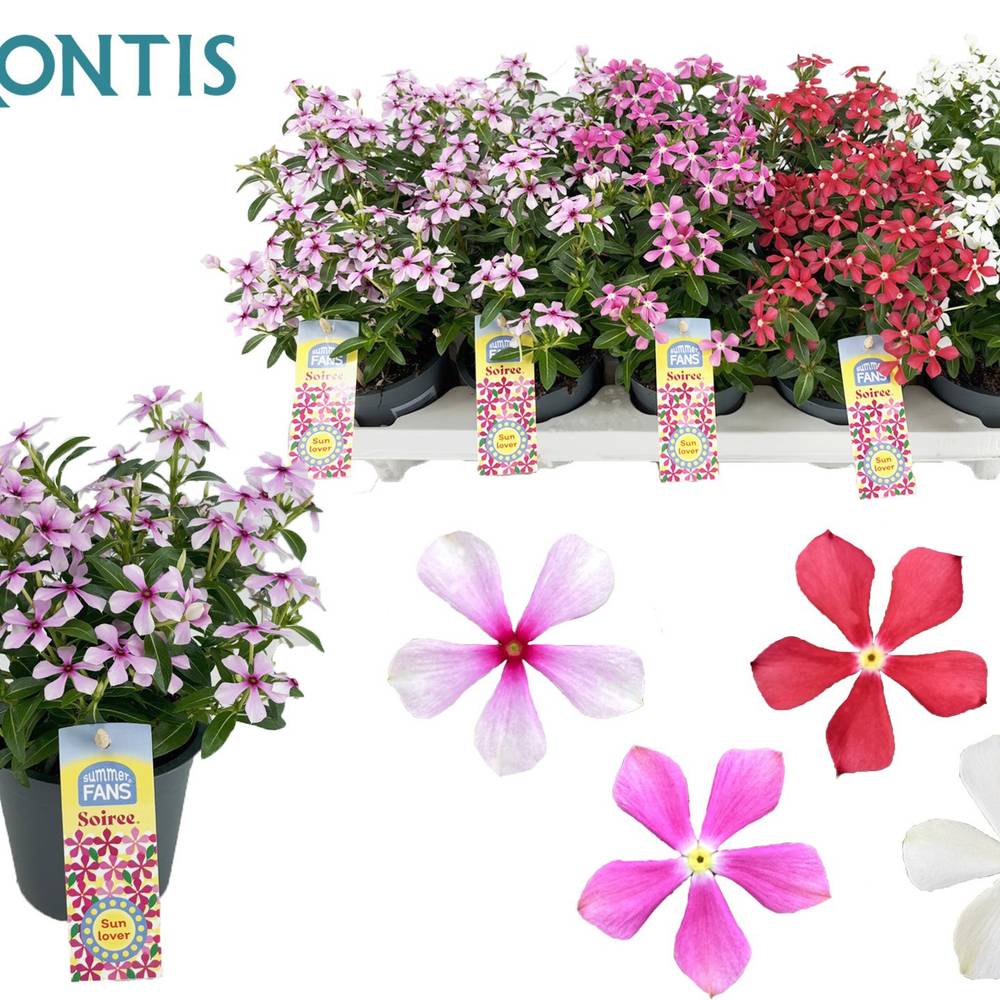 Catharanthus mix Soiree T10,5 H017