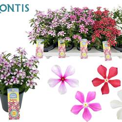 Catharanthus mix Soiree T10,5 H017