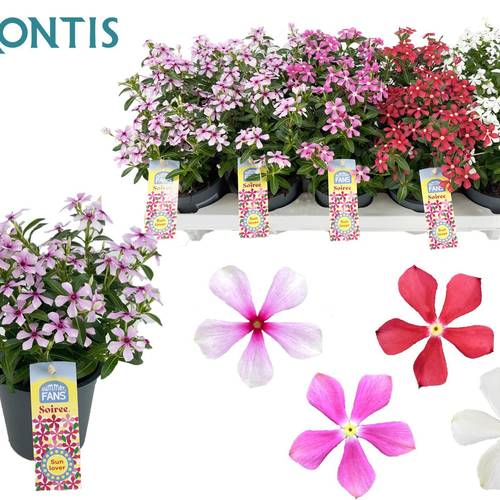 Catharanthus mix Soiree T10,5 H017