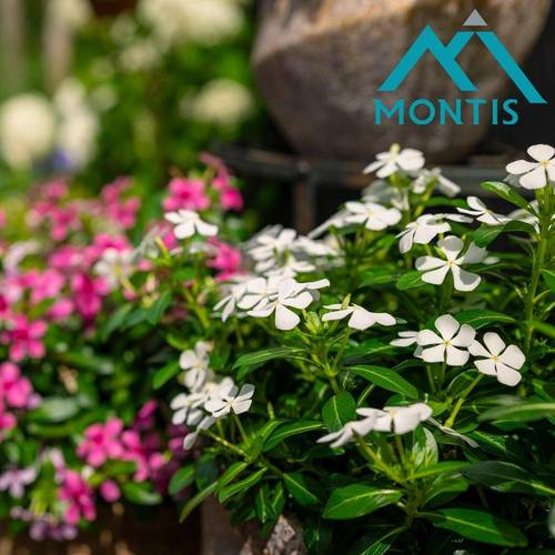 Catharanthus mix Soiree T10,5 H017