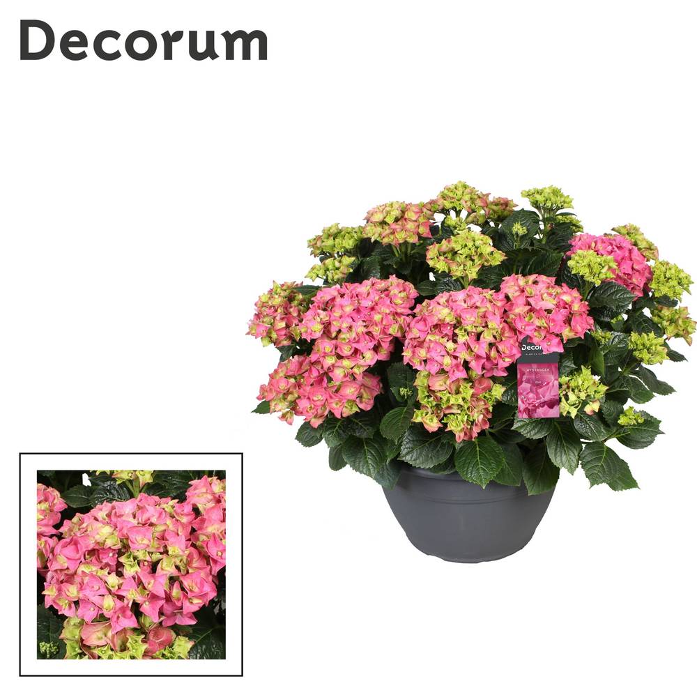 Hortensie rosa 20+Bl. T30 H030