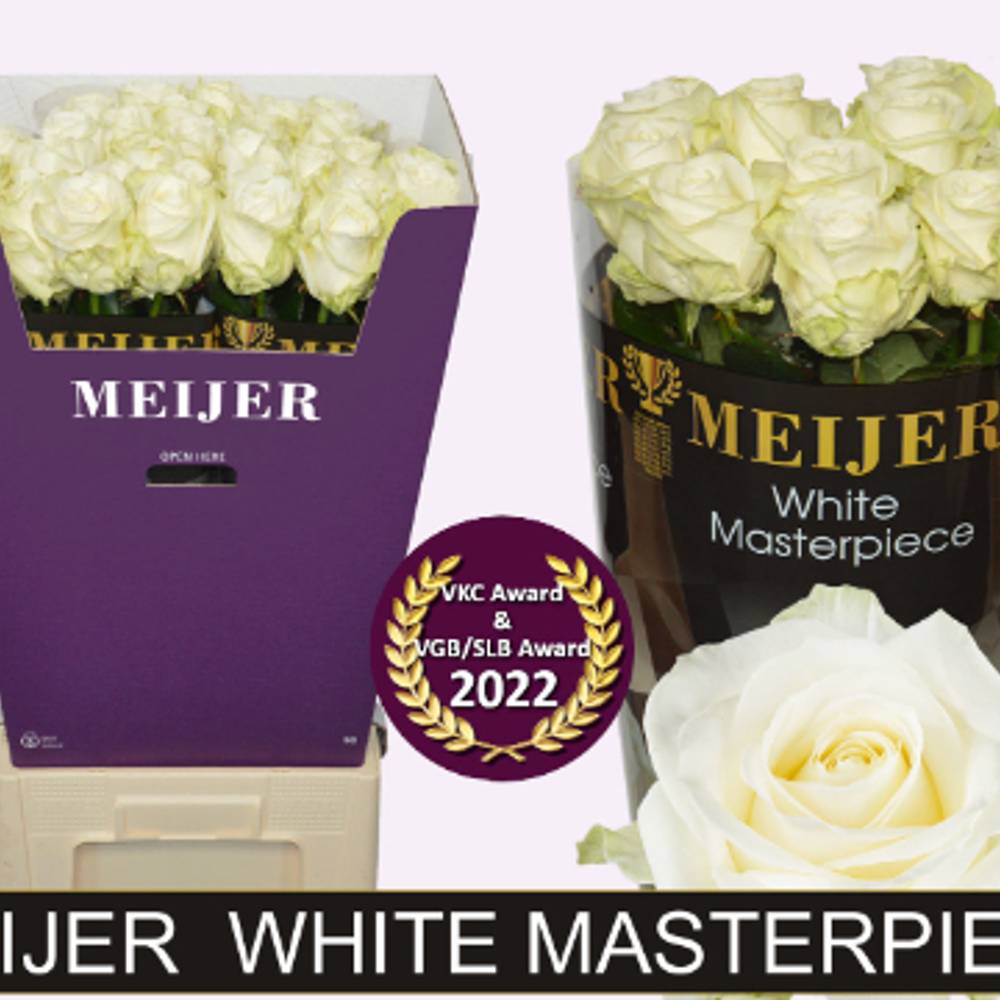 Rose creme/weiss Avalanche (Meijer) 90cm