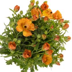 Ranunkel dunkel orange Butterfly Minoan 60cm