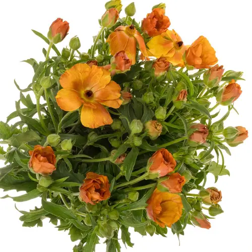 Ranunkel dunkel orange Butterfly Minoan 60cm