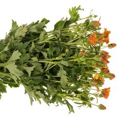 Ranunkel dunkel orange Butterfly Minoan 60cm