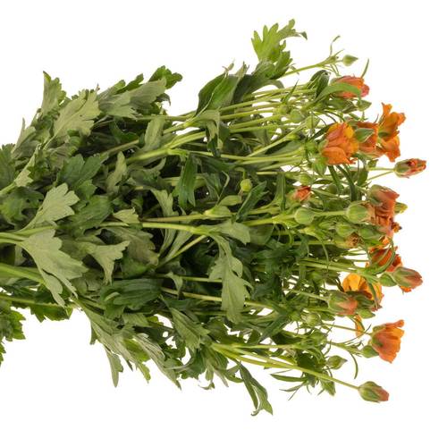 Ranunkel dunkel orange Butterfly Minoan 60cm