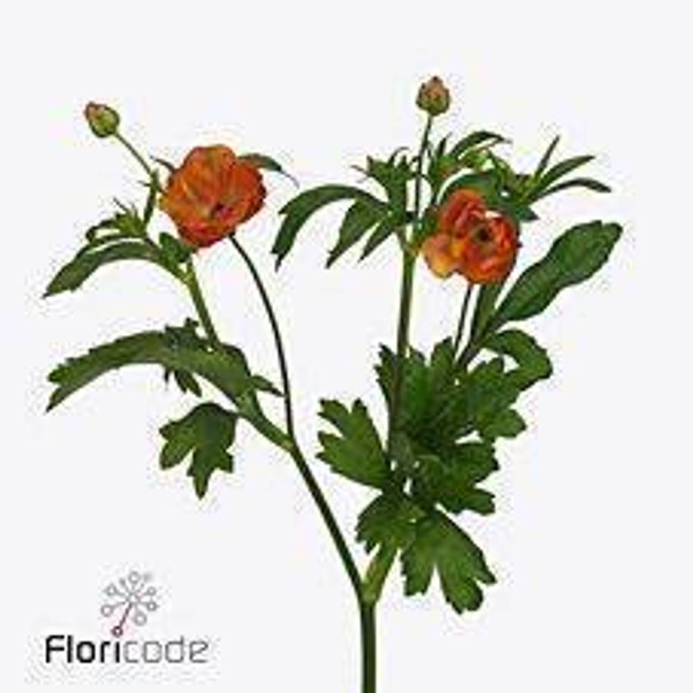 Ranunkel dunkel orange Butterfly Minoan 60cm