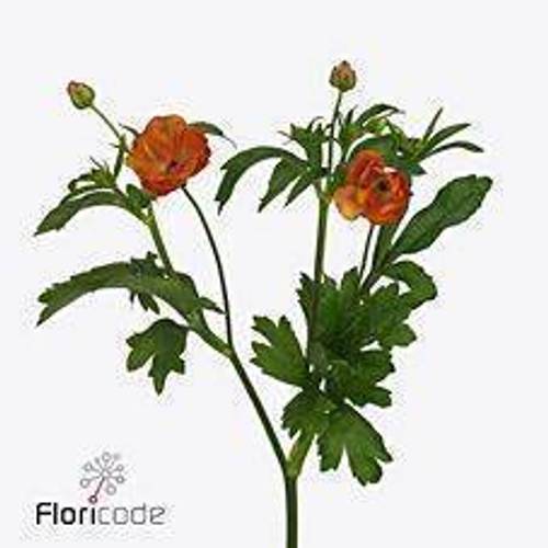 Ranunkel dunkel orange Butterfly Minoan 60cm