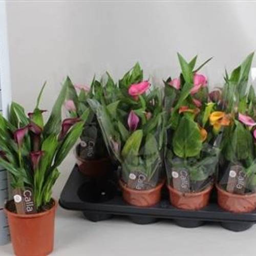 Calla mix Schnapch. Von Uhr T13 H035