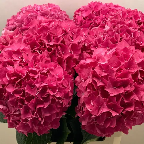Hortensie dkl rosa Rodeo rot Bol 21cm 65cm