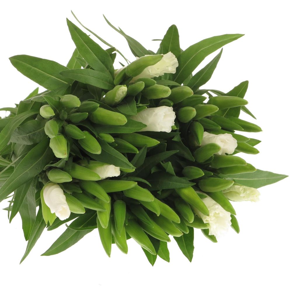 Godetia weiss   50cm