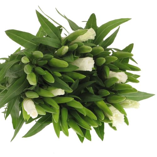 Godetia weiss   50cm