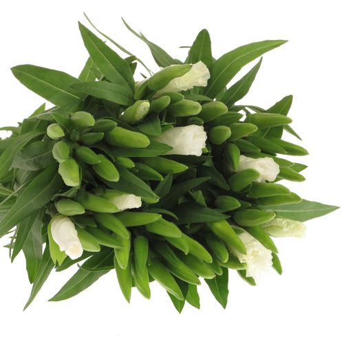 Godetia weiss   50cm