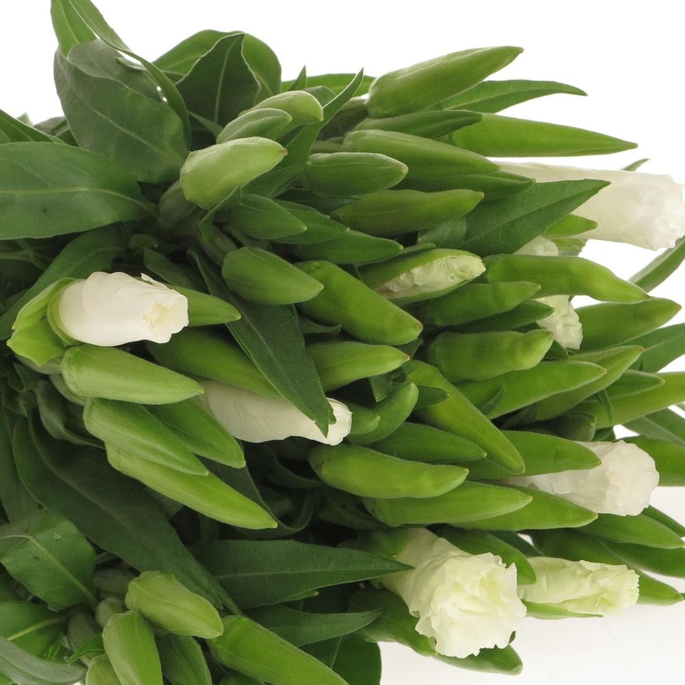 Godetia weiss   50cm