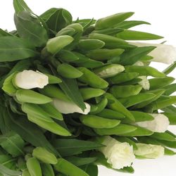 Godetia weiss   50cm