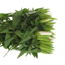Godetia weiss   50cm