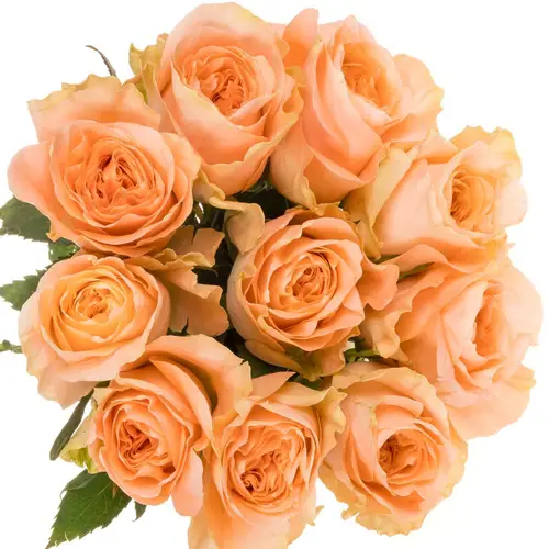 Rose apricot Charming Reeva 60cm