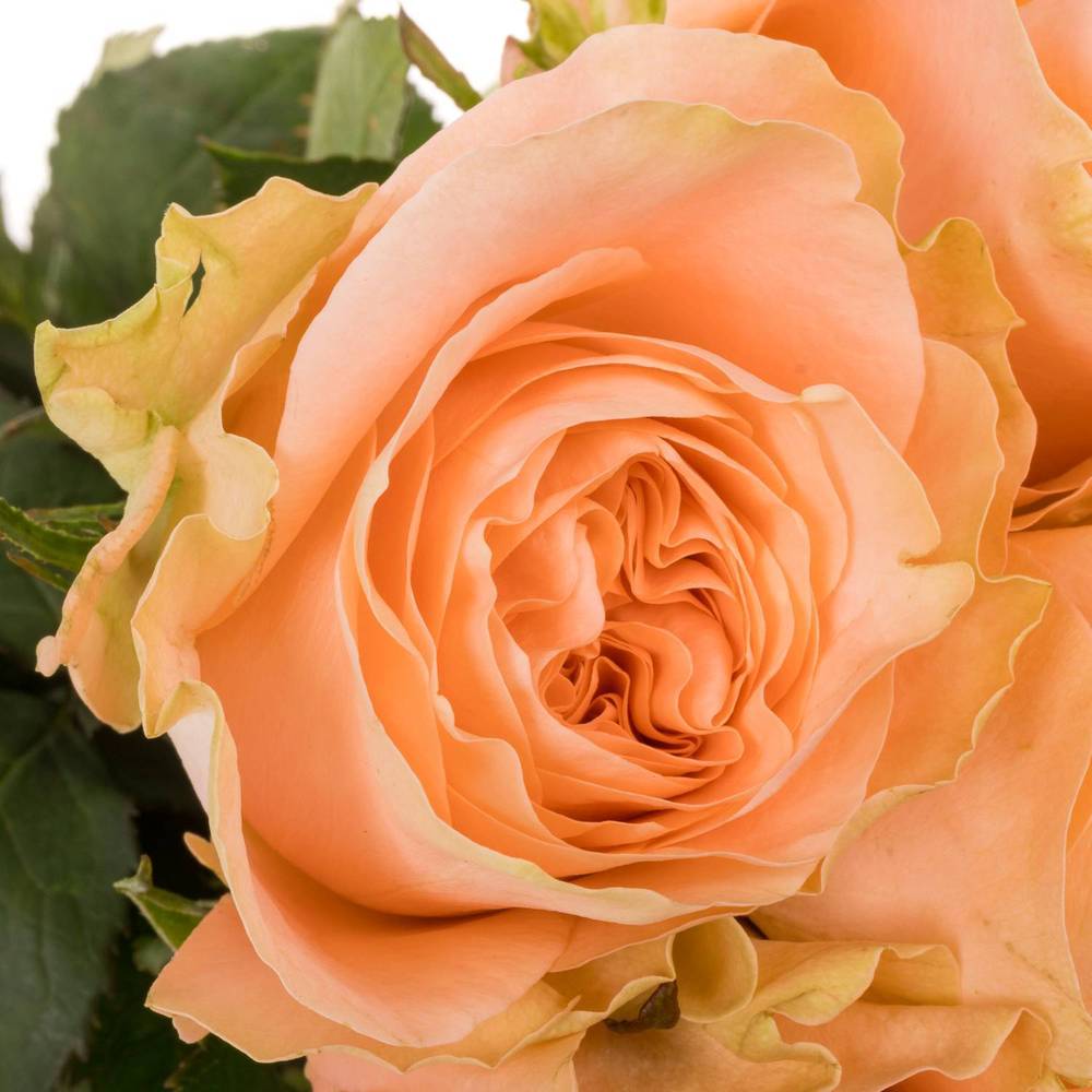 Rose apricot Charming Reeva 60cm