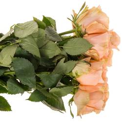 Rose apricot Charming Reeva 60cm