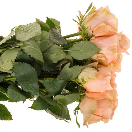 Rose apricot Charming Reeva 60cm