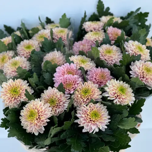 Chrys.Deko apricot-hell grün Etosha 80 Gramm 80cm DE