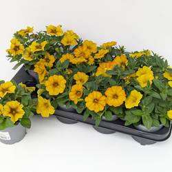 Petunia gelb Petchoa T13 H025