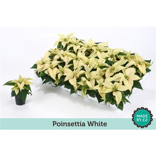 Poins.weiss mini T06 H15