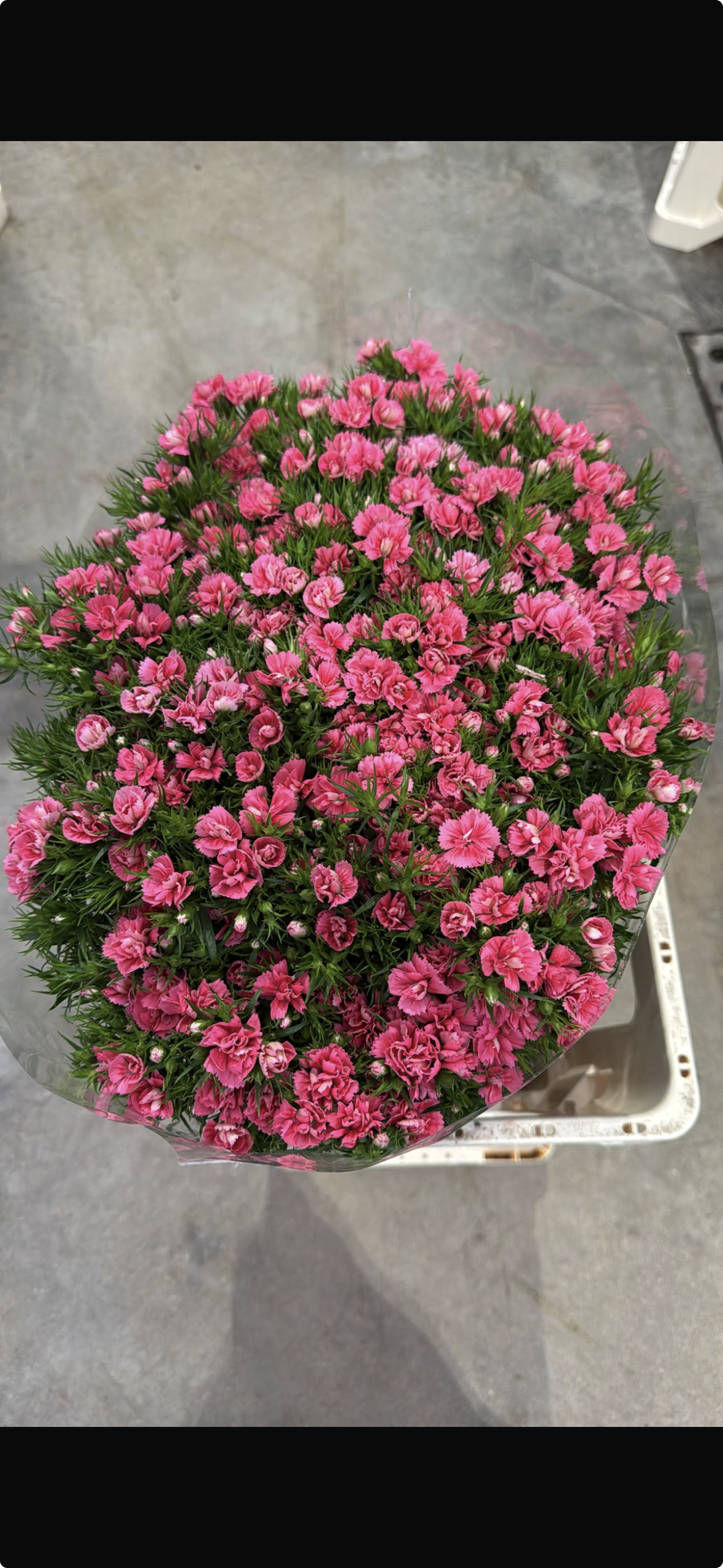 Bartnelke dunkel rosa Doblino Cerise 55cm