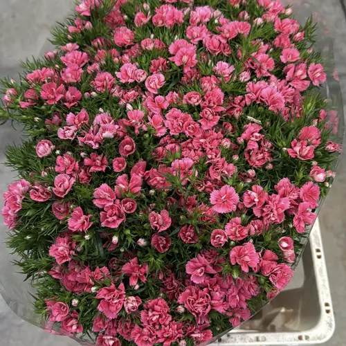 Bartnelke dunkel rosa Doblino Cerise 55cm